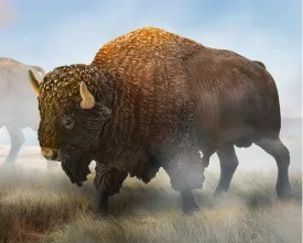 American Bison